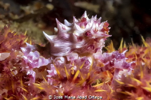 Hoplophrys oatesi, also known as the candy crab by Jose Maria Abad Ortega 